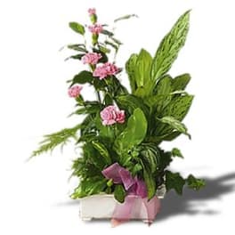 Pink carnations in a white planter with a purple ribbon