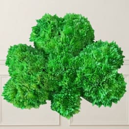 Cluster of bright green chrysanthemum blooms against a light wall