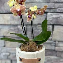 Potted orchid arrangement in a cream planter with a home blessing plaque