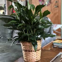 Potted peace lily in a woven basket planter