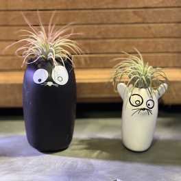 Two small air plants in cat-face ceramic pots, one black and one white.