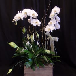 White orchids arranged in a wooden box with green foliage and curly branches