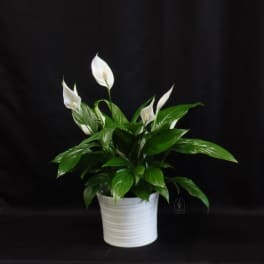Peace Lily