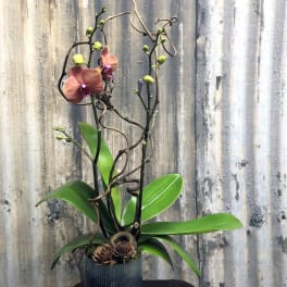 Potted orchid arrangement with pink blooms and broad green leaves