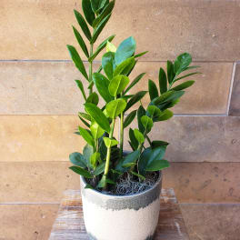 Green Plant