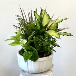 Mixed green houseplant arrangement in a white ceramic pot