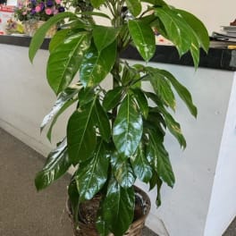 Schefflera