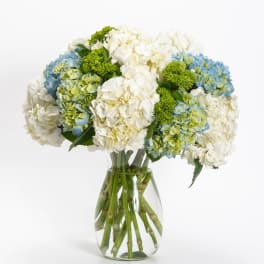 Blue and white hydrangea bouquet in a clear glass vase