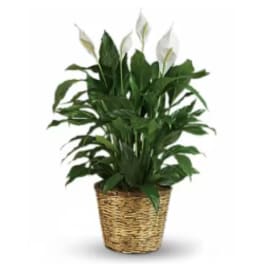Potted peace lily plant in a woven basket