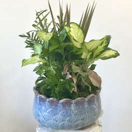 Mixed green houseplants arranged in a blue ceramic pot