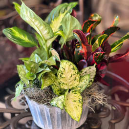 Potted tropical foliage arrangement in a silver container