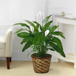 Potted peace lily in a woven basket planter