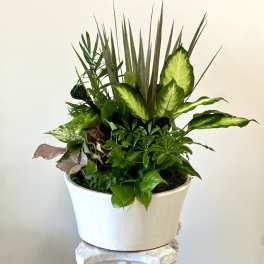 Mixed green houseplant arrangement in a white planter