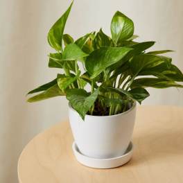 Potted green houseplant in a white pot with saucer
