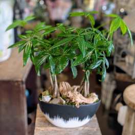 Potted money tree plant in a black and white container