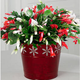 Make It Merry Cactus