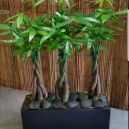 Mini Trio Money Tree