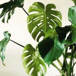 Split Leaf Philodendron