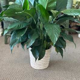 Potted green houseplant with broad glossy leaves in a white woven planter