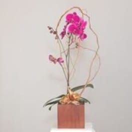 Yerba Buena Phalaenopsis Orchids