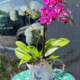 Mini orchid