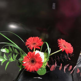 Three red gerbera daisies with greenery on a black background