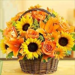 Sunflowers & Sunshine