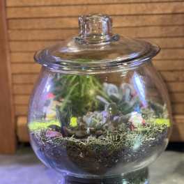 Glass terrarium with small succulents and moss in a round lidded bowl