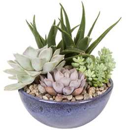 Desert Beauty Succulent Garden