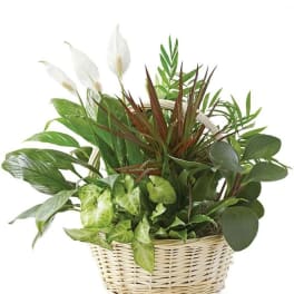 Traditional Dish Garden