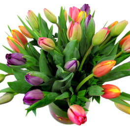 Splash of Color Tulips