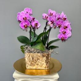 Potted pink orchids in a rustic rectangular container