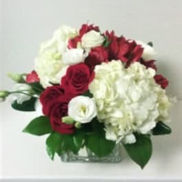 Red and White Lovely