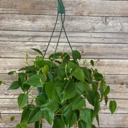 Hanging potted plant with trailing green heart-shaped leaves