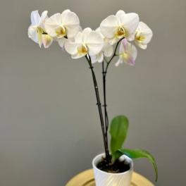 White orchid plant in a white pot on a gold tray