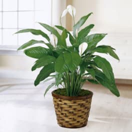 Potted peace lily plant in a woven basket planter