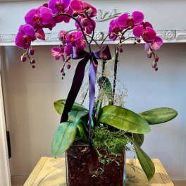 Pink orchid plant in a square glass container with a purple ribbon