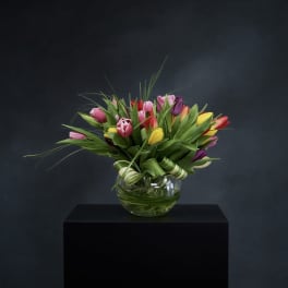 Tulip Explosion