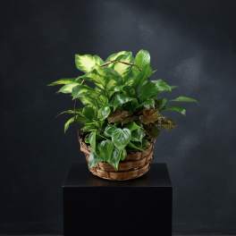 Dish Garden Basket