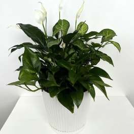 The Serenity Planter