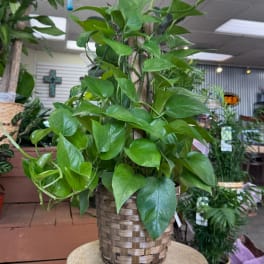 Potted trailing green houseplant in a woven basket planter