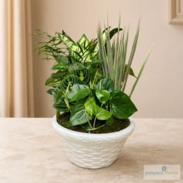 Mixed green houseplants arranged in a white ceramic bowl planter