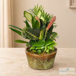 Tropical potted plant arrangement in a decorative ceramic container