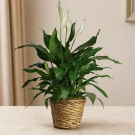 Potted peace lily with white blooms in a woven basket