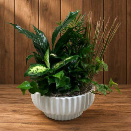 Mixed green houseplants arranged in a white ceramic bowl planter