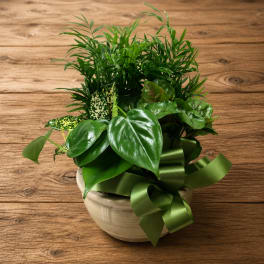 Potted green houseplant arrangement in a ceramic bowl with a ribbon