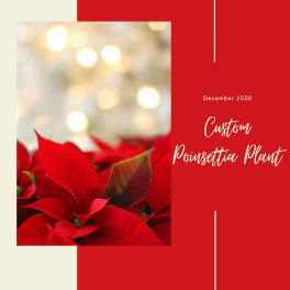 Poinsettia Plant