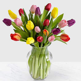RUSH OF COLOR TULIPS