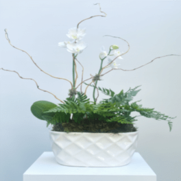 Mini Orchid Duo
