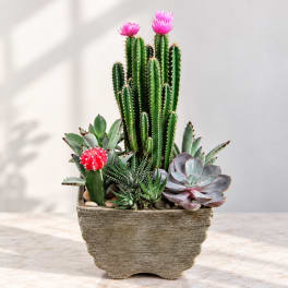 Potted cactus and succulent arrangement with pink blooms